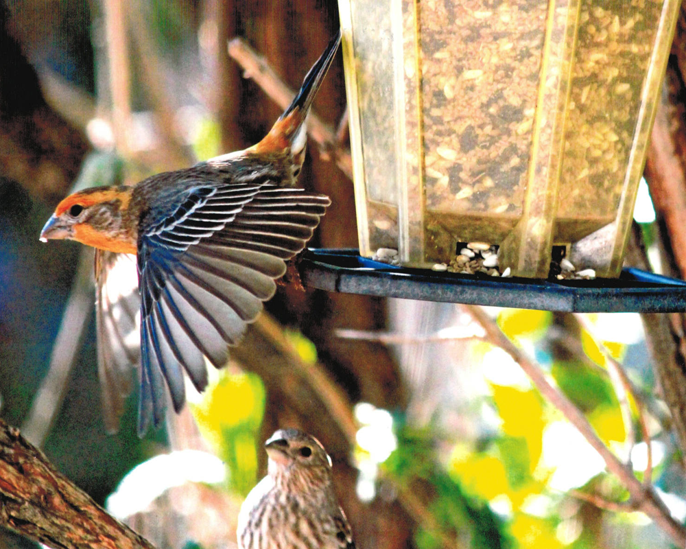 Male Grosbeak in flight. Courtsey Mindy Bishop