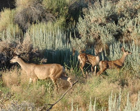 Deer with two fawns